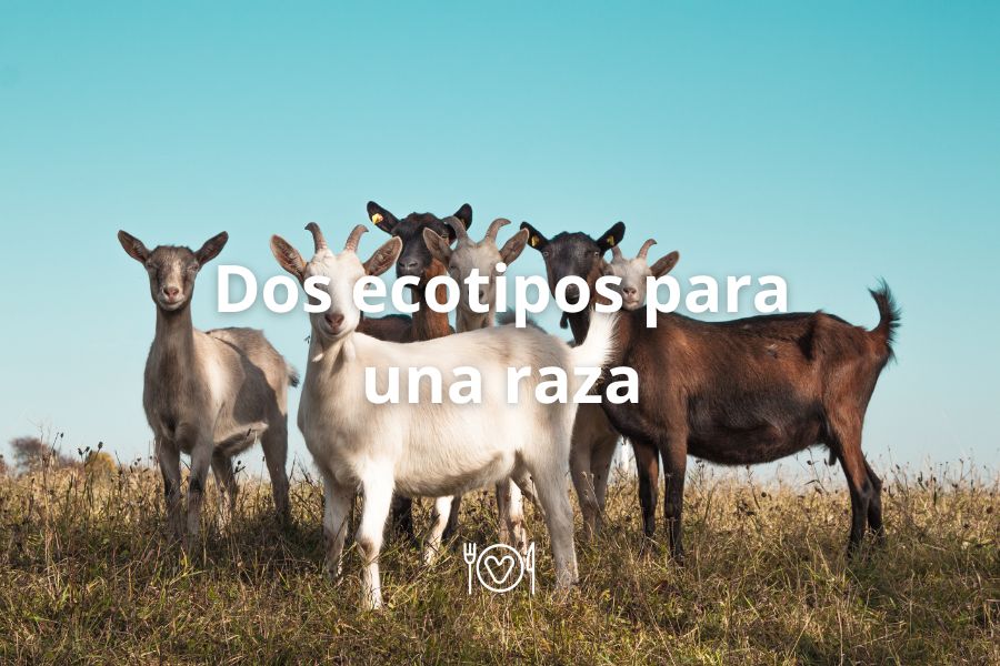 Dos ecotipos para una raza